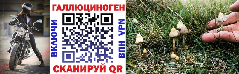 площадка Telegram Сковородино Галлюциногенные грибы GOLDEN TEACHER